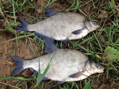 Carp bream ×2 — Neman River