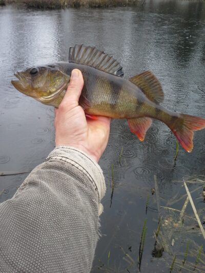 Eurasian perch