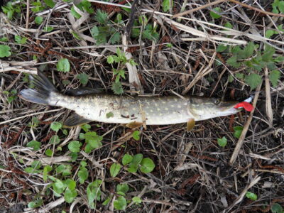 Northern Pike — Шешупе
