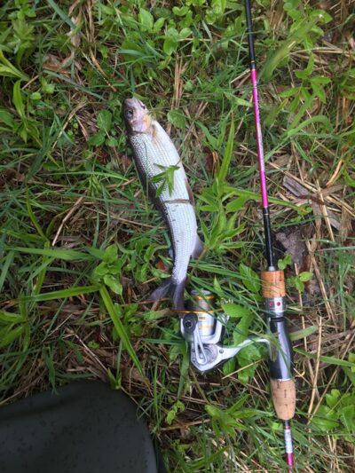 Grayling