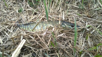 Northern Pike ×2