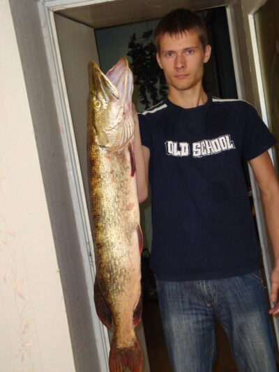 Northern Pike, 8.6 kg
