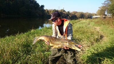 Atlantic salmon, 17.0 kg — Neris River