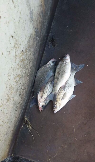 White bass ×4 — Wauseon Reservoir Number Two