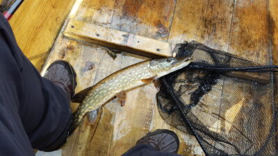 Northern Pike, 0.8 kg — Galuonai