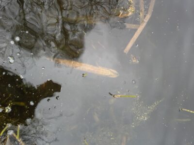 Northern Pike ×3