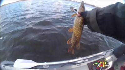 Northern Pike