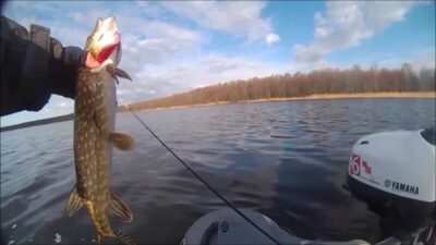 Northern Pike