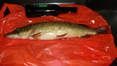 Northern Pike, 1.0 kg — Šventoji