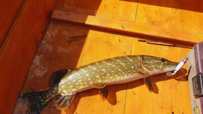 Northern Pike, 2.4 kg — Išnarai