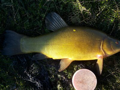 Tench, 1.8 kg — Klaipėdos