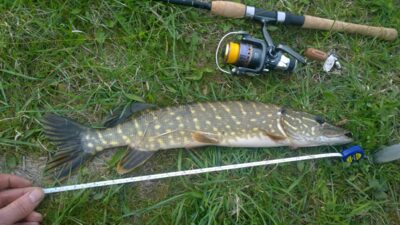 Northern Pike ×2