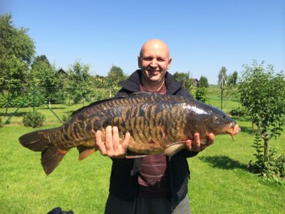 Mirror carp