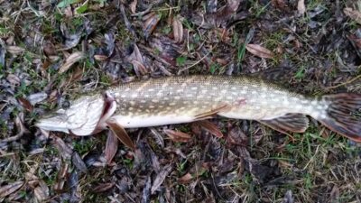 Northern Pike, 1.5 kg