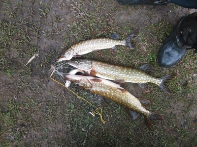 Northern Pike ×3 — Apvardai
