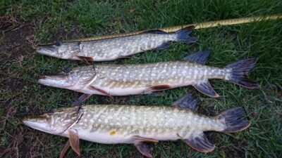 Northern Pike ×3