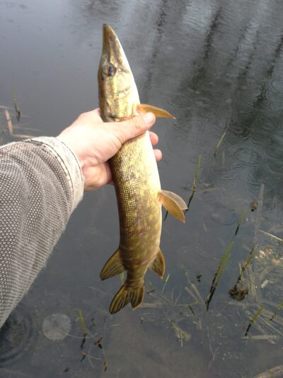 Northern Pike