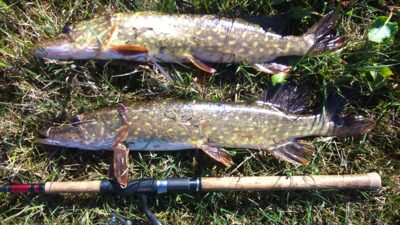 Northern Pike, 1.3 kg — Gėgė