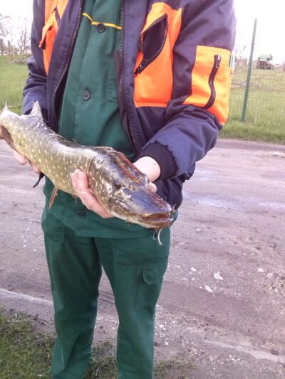 Northern Pike, 2.2 kg — Strėva