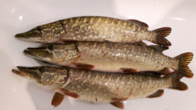 Northern Pike ×3