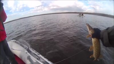 Northern Pike