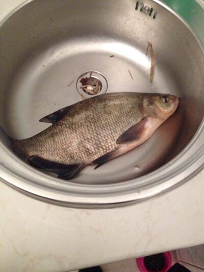 Carp bream, 0.7 kg — Neris River