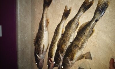 Sauger ×5 — Ohio State University Golf Course Lake