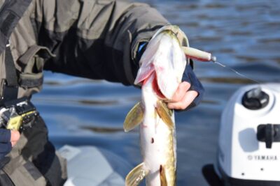 Northern Pike, 1.5 kg — Germantas