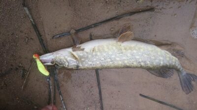 Northern Pike, 0.8 kg — Kretingos miesto