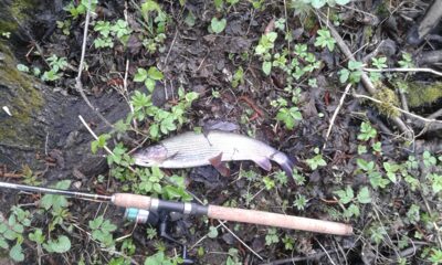 Grayling