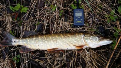 Northern Pike