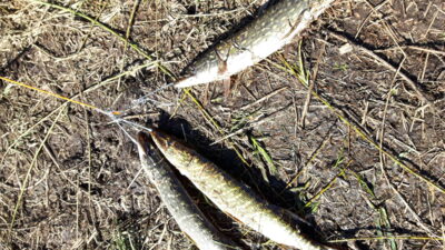 Northern Pike ×3