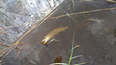 Northern Pike ×2