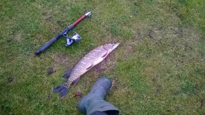 Northern Pike, 2.2 kg