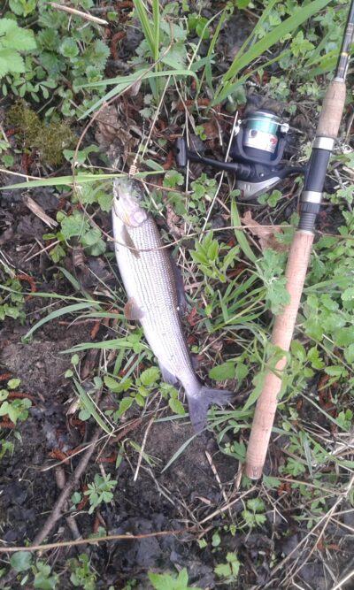 Grayling