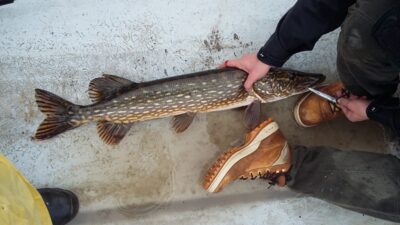 Northern Pike, 4.1 kg — Paštys