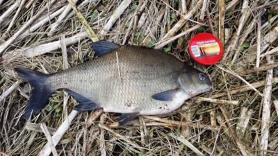 Carp bream, 2.6 kg — Neris River
