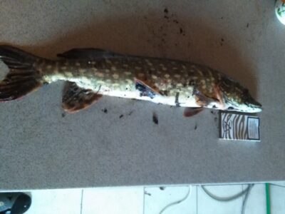 Northern Pike, 1.1 kg