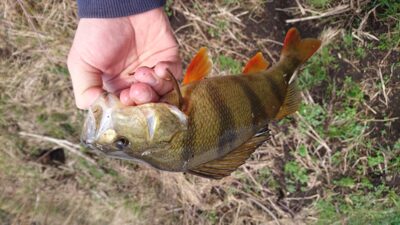 Eurasian perch, 0.9 kg
