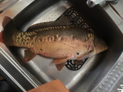 Carp bream, 3.5 kg