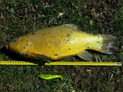 Tench, 2.9 kg — Didžiulis