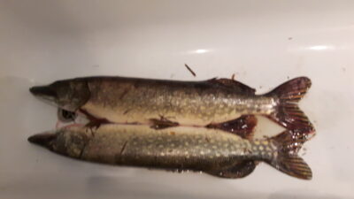 Northern Pike, 3.8 kg