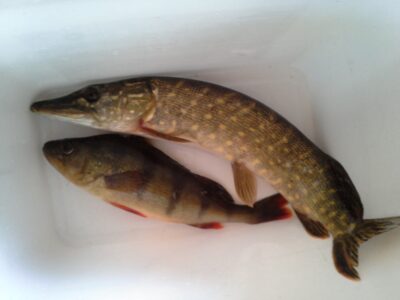 Northern Pike