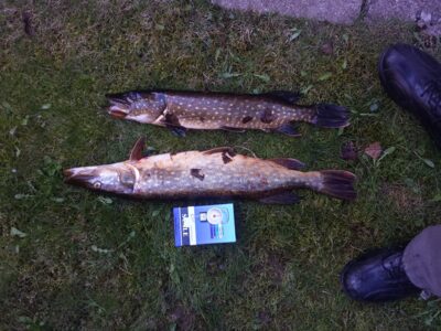 Northern Pike, 2.0 kg — Kavarsko