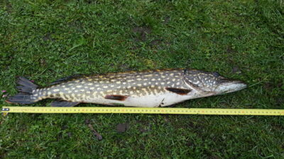 Northern Pike, 1.7 kg — Kiaunas