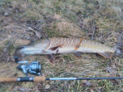 Northern Pike, 3.3 kg — Tatula
