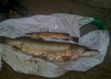 Northern Pike, 14.1 kg — Mūša
