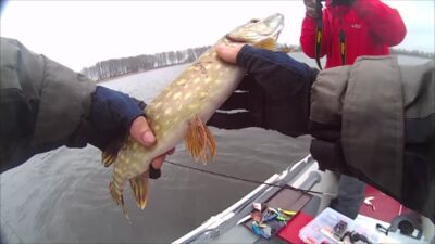 Northern Pike