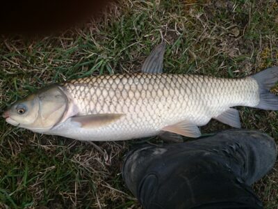 Grass carp, 2.9 kg