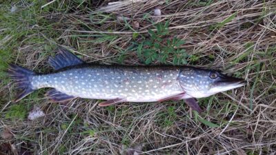 Northern Pike, 1.3 kg — Plikių
